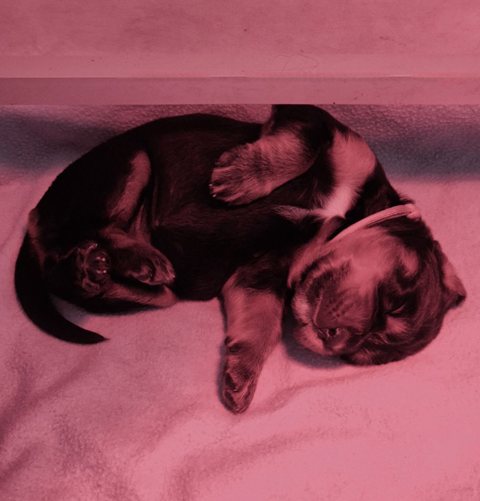 Les bébés ont 2 semaines 