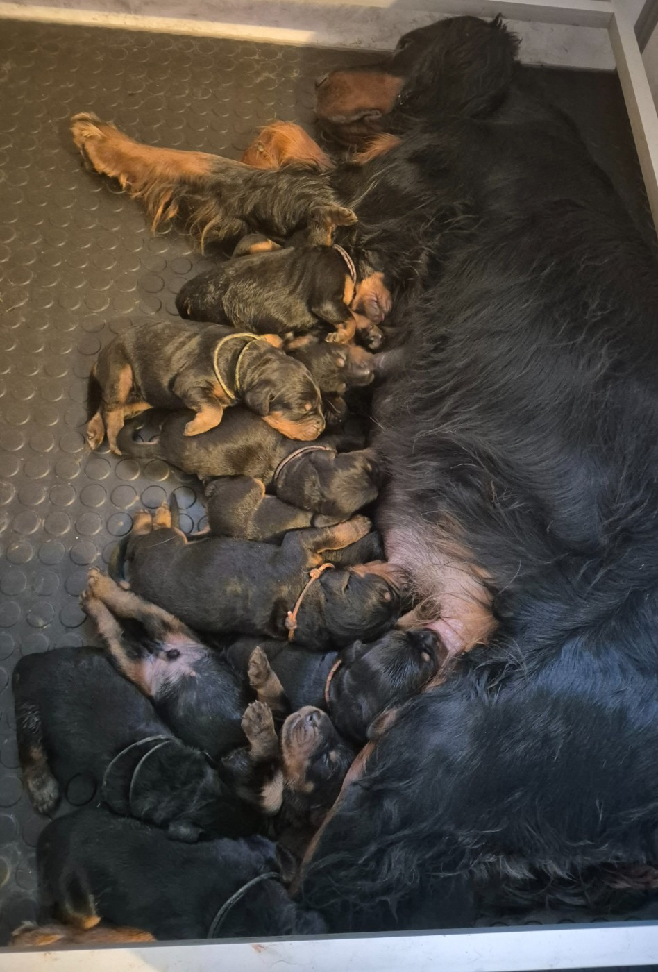 De La Pierre De Lave - Setter Gordon - Portée née le 14/09/2025