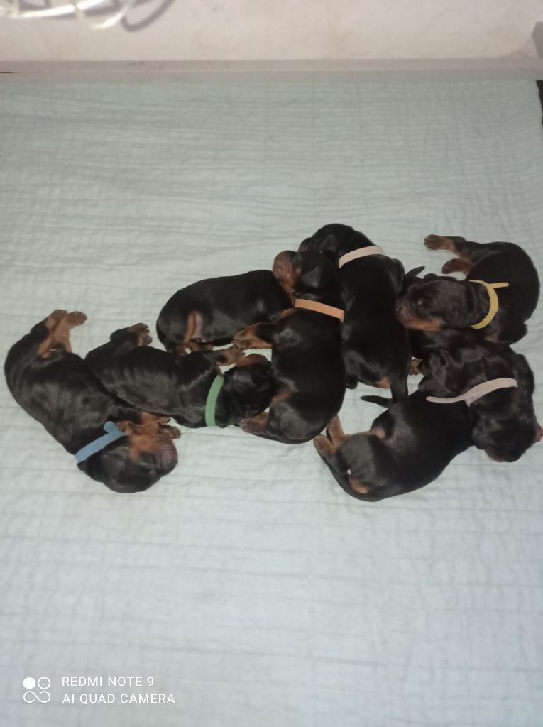 De La Pierre De Lave - Setter Gordon - Portée née le 02/03/2024