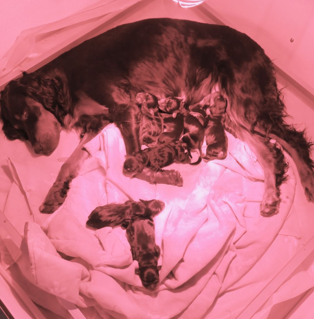 De La Pierre De Lave - Setter Gordon - Portée née le 24/05/2023