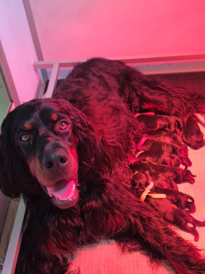 CHIOT 7