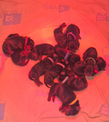 CHIOT 8
